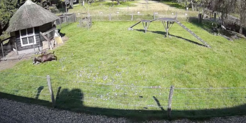 Dramatic footage captures moment farm animals rescue chicken from a hawk’s claws