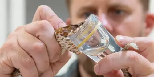 Horrifying three-fanged snake discovered in Australia might be most venomous yet