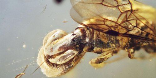 Scientists discover creature 'beyond imagination' in 99 million-year-old amber