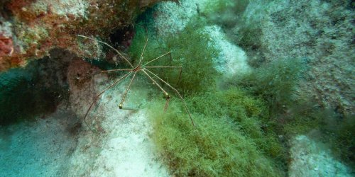 Scientists finally uncover mystery behind giant Antarctic sea spiders