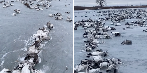 Thousands of dead geese shown stuck in frozen lake in chilling footage