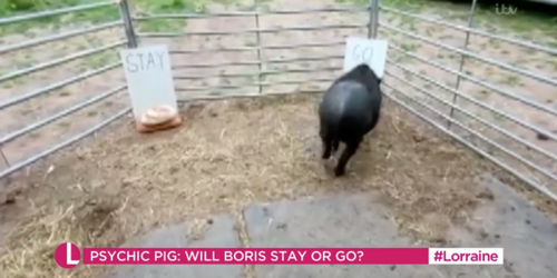 A 'psychic' pig predicted Boris Johnson's resignation