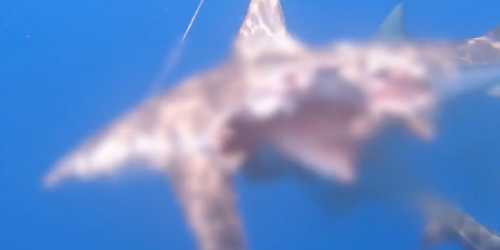 Scientist captures footage of ‘half-eaten zombie shark’ following cannibal attack