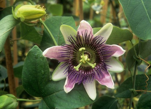 Brighten up borders and patios with passion flowers and aconitums this weekend