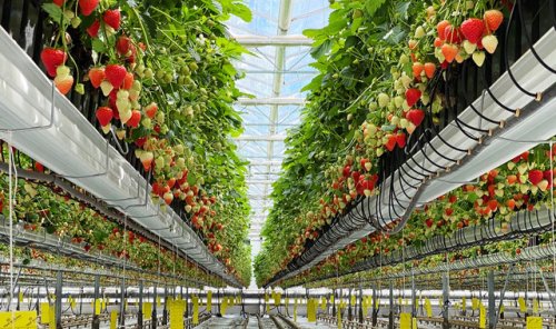 Why food could be the next focus for green investors