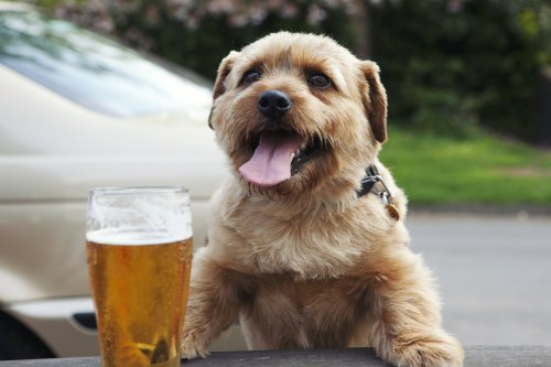 The best pooch-friendly pubs in England with treats and towels for muddy paws