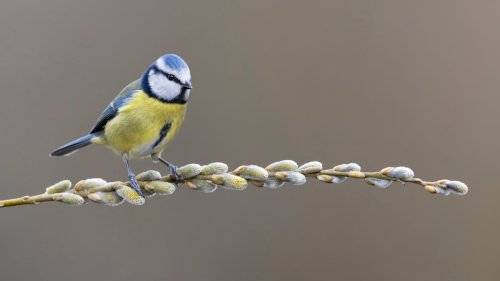 How to photograph birds: 10 tips, from encouraging wildlife, to waiting for light