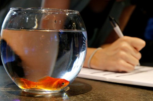 French firm stops selling goldfish bowls claiming they drive the creatures ‘crazy'