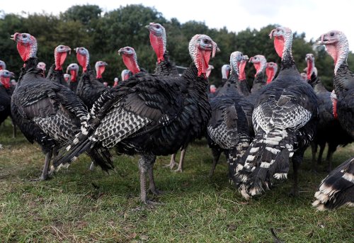 UK faces turkey shortage at Christmas as poultry industry warns of post-Brexit labour crisis