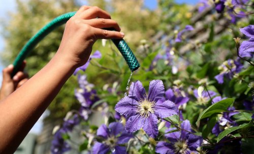 Can you use a watering can in a hosepipe ban? Rules explained and how much you can be fined for breaking them