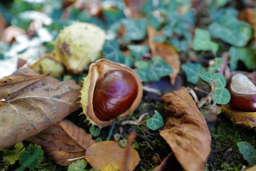 Can you eat conkers? Why horse chestnuts aren’t edible and if they are poisonous to dogs