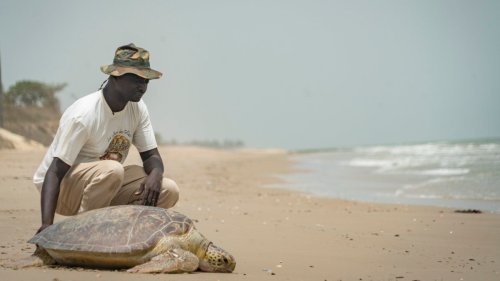 Meet the man who has spent 30 years protecting Africa’s turtles and tortoises
