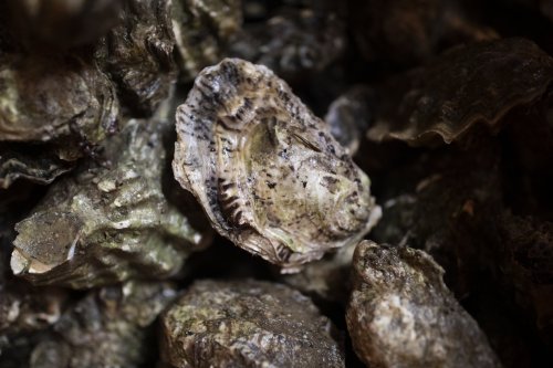 From Masterchef to Aldi, oysters are having a moment - here's how to eat them