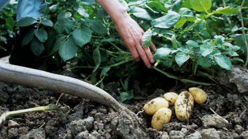 Why crop rotation can save your garden, according to an expert
