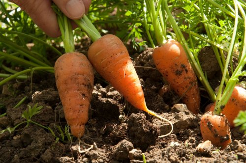 Gardening jobs for the weekend - including cutting houseplants and sowing carrot family crops