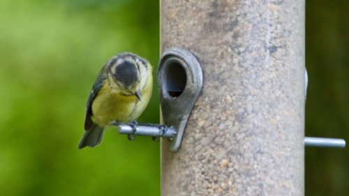 Gardening jobs for the weekend: How to support the birds in your garden through the seasons