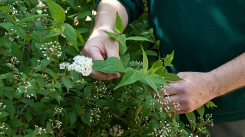 How to propagate shrubs, perennials and houseplants using softwood cuttings: Gardening jobs for the weekend