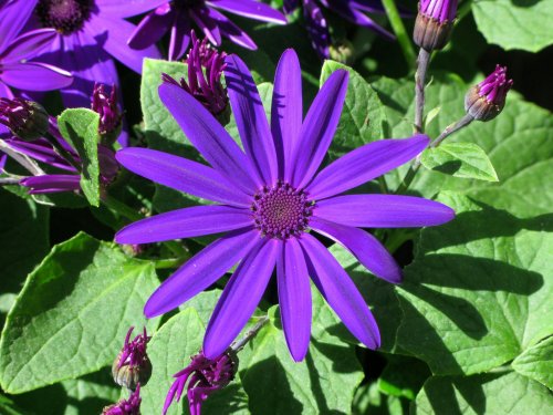 Sow speedy annuals as gap fillers and care for new trees in the garden this weekend