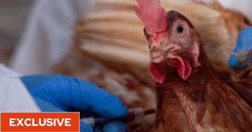 Bird flu: UK government scientists on standby to produce modelling for human outbreak of avian flu