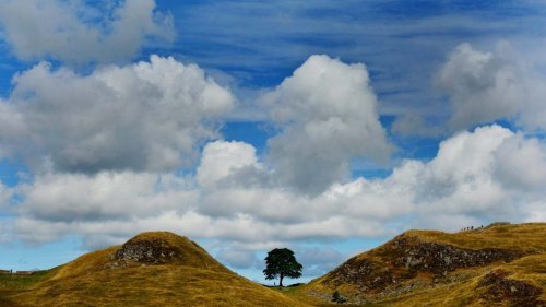 I judged people who were upset over the Sycamore Gap tree - I was wrong
