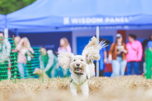 The rise of dog festivals – ‘We used to do Reading, but now we do this’