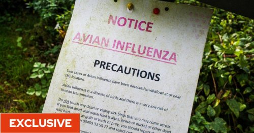 Bird flu outbreak being closely monitored as if virus mutates ‘it could pose threat to human health’