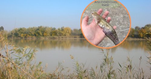Alerta en el río Guadalquivir después de que un pescador capturase 30 ejemplares de una especie invasora capaz de devorar a un perro