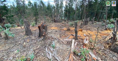 Corrupción en el ICA y la CAR de Cundinamarca: funcionarios negociaron árboles maderables de zonas de reserva