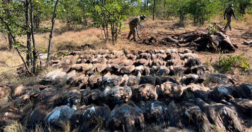Más de 120 de buitres mueren al comer un elefante envenenado por cazadores furtivos en Sudáfrica