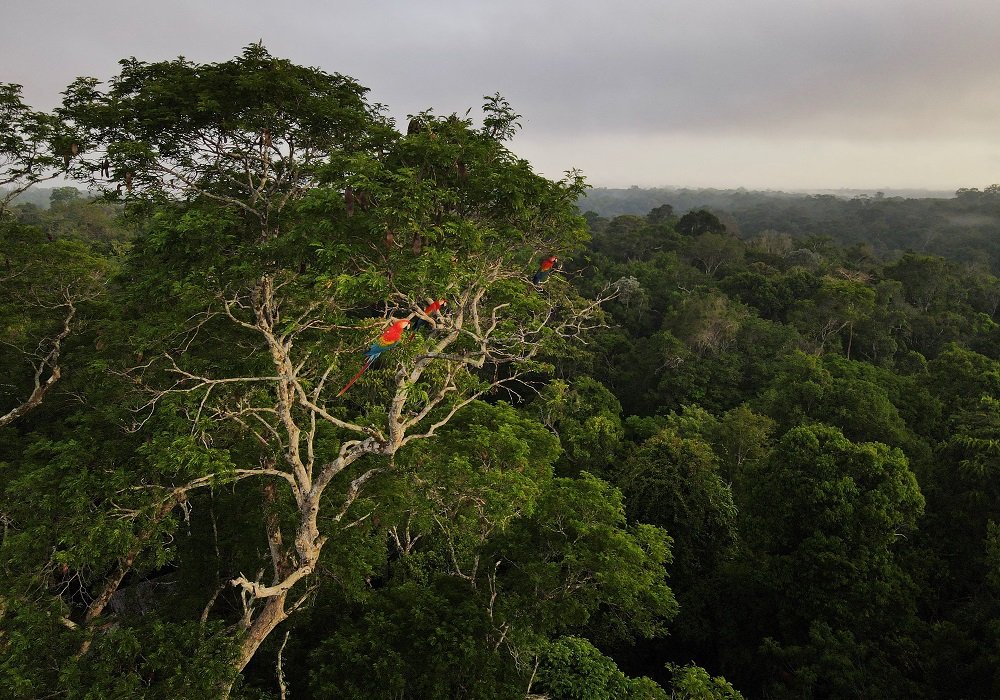 Investidor dos mercados de carbono lança plano de proteção da Amazônia de US$ 1,5 bi