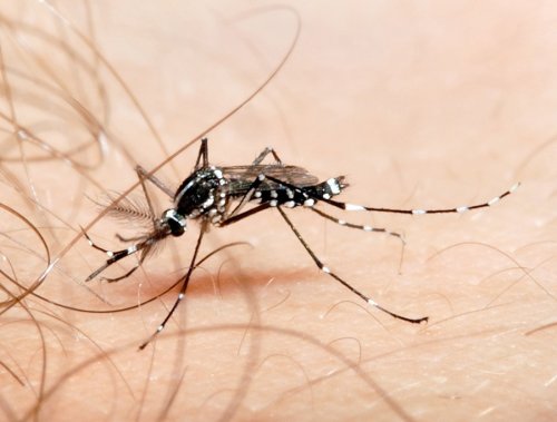 Casos de dengue aumentam nas Américas em possível pior surto da história, aponta Opas
