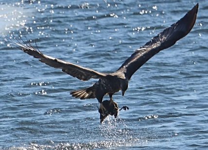 iN PHOTOS: Wild animals feast on snacks, or become one, in Kamloops, Okanagan