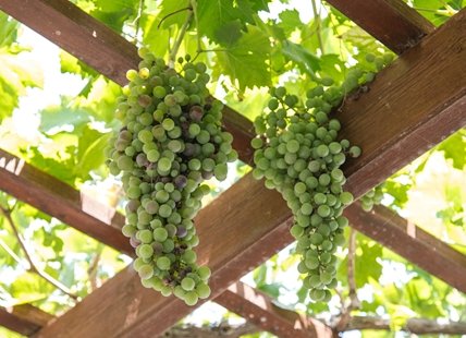 Importing grapes may save the Okanagan wine industry