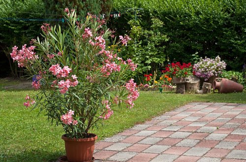 Oleander richtig pflegen: Tipps für den perfekten Schnitt