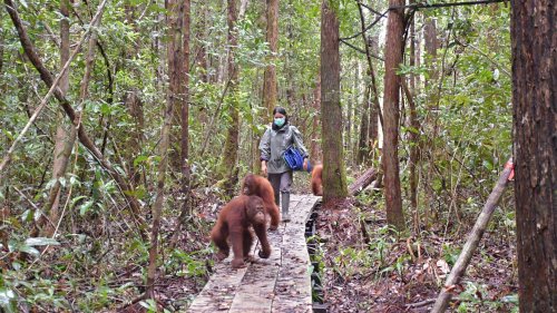 Orang-Utans im Bus: Waldschule auf Borneo zieht um