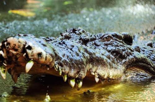 Neuensorg: Verängstigte Frau entdeckt Krokodil im Wald - Polizei klärt Lage schnell