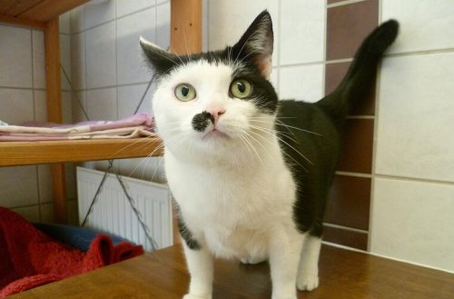 "Nach Strich und Faden angelogen": Tierheim wütend nach Vorfall mit Katze Cindy