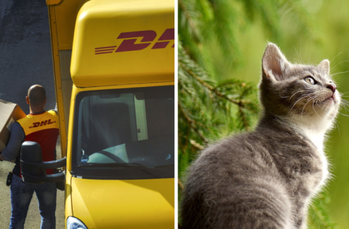 DHL-Bote beweist großes Herz: Nachricht über Katze begeistert Kunden - hatte nicht mal Paket dabei