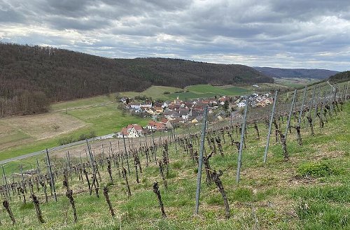 Weinberge, Wald und wilde Christrosen