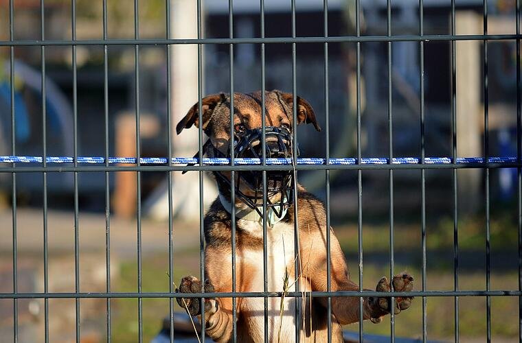 "Letzte Chance, die er haben könnte": Tierheim startet Aufruf für angriffslustigen Hund