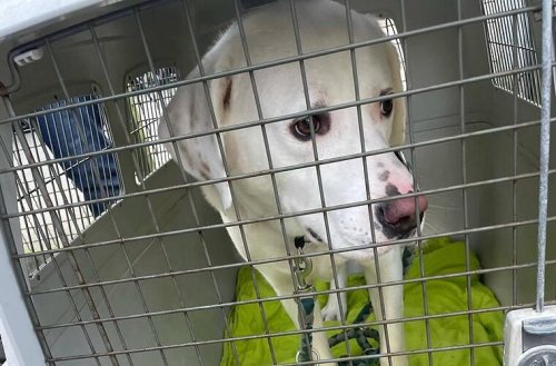 "Sorge anfangs groß": Hund vor fränkischem Tierheim ausgesetzt - dann meldet sich der Besitzer