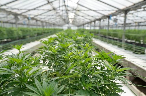 "Rechtliche Zwänge": Erste Cannabis-Clubs in Bayern genehmigt - einer ist in Franken