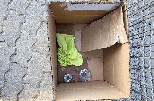 Tierheim Lichtenfels: Kätzchen ausgesetzt - Tierschützer finden nur leeren Karton mit Botschaft