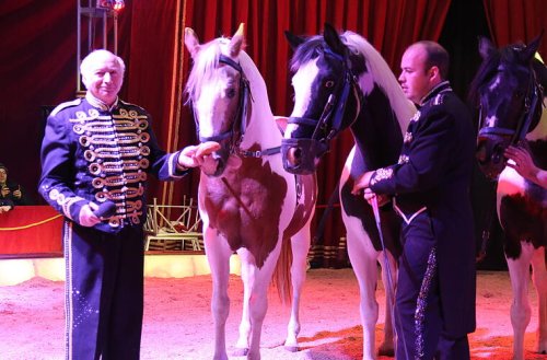 Elpersdorf bei Ansbach: Circus Henry kommt - mit neuem Showkonzept