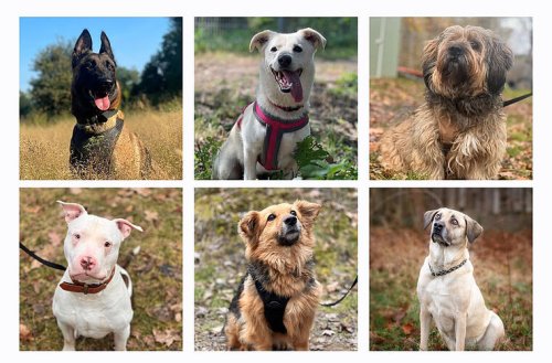 Diese Hunde will partout keiner haben: Tierheim startet dringenden Aufruf