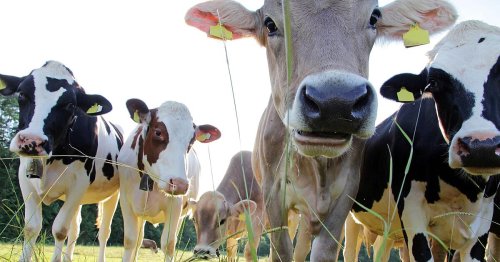 Tierquälerei in Ansbach: 171 Rinder verhungern qualvoll - Landwirt angeklagt