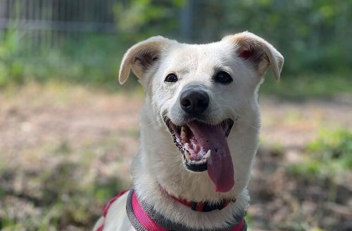 "Keine Anfragen": Tierheim zeigt Hunde, die offenbar keiner mag