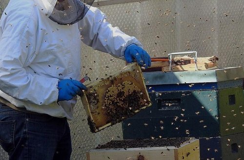 "Bienen-Notfall": Bamberger Feuerwehr eilt Imker zu Hilfe