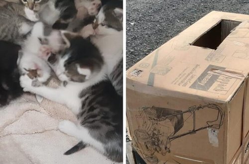 Tierheim Kronach macht grausamen Karton-Fund - "hätten ihre Mama sicher noch gebraucht"