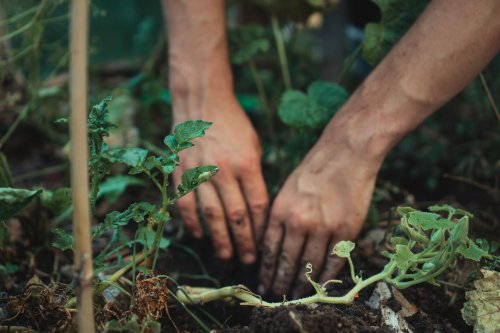Hantavirus: Zahl der Erkrankungen in Bayern steigt - Infektion droht bei Gartenarbeit